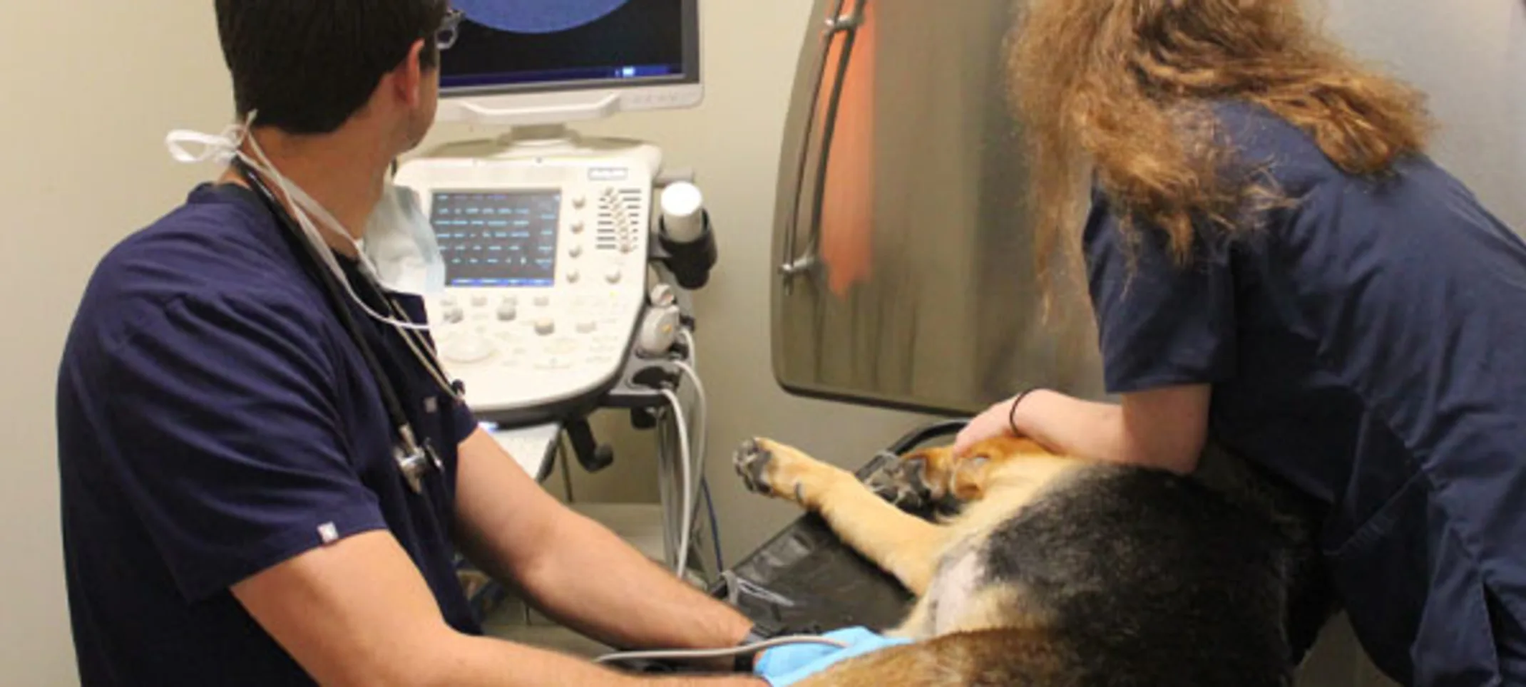 Two Conejo Valley Veterinary Hospital doing an ultrasound on a German Shepard